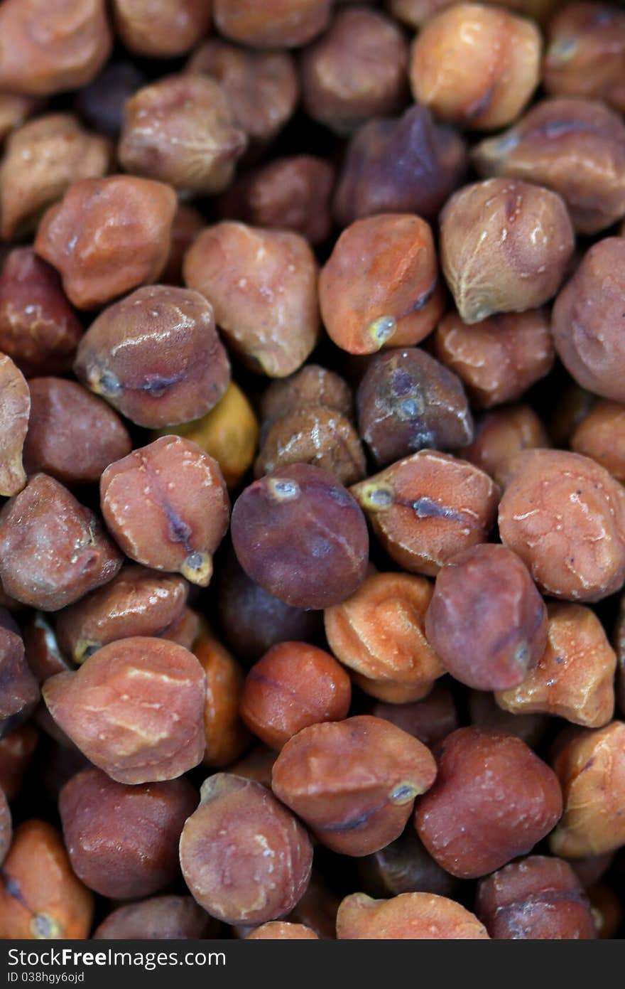 Brown color whole lentil grains with skin. Brown color whole lentil grains with skin