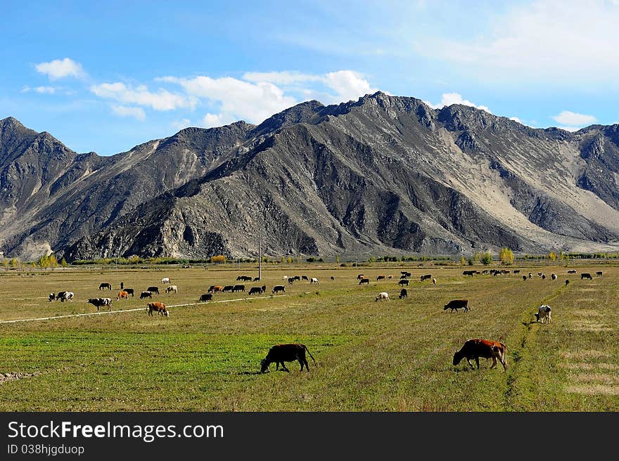 Mountain landscape with grazing livestock, shot in Tibet.