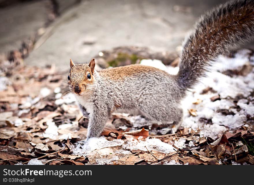 Squirell looking in the camera