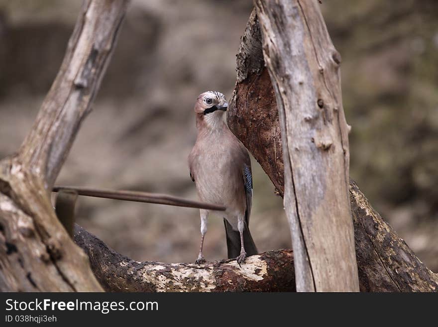 The standing eurasian jay (Garrulus glandarius) standing on the wood. The standing eurasian jay (Garrulus glandarius) standing on the wood.