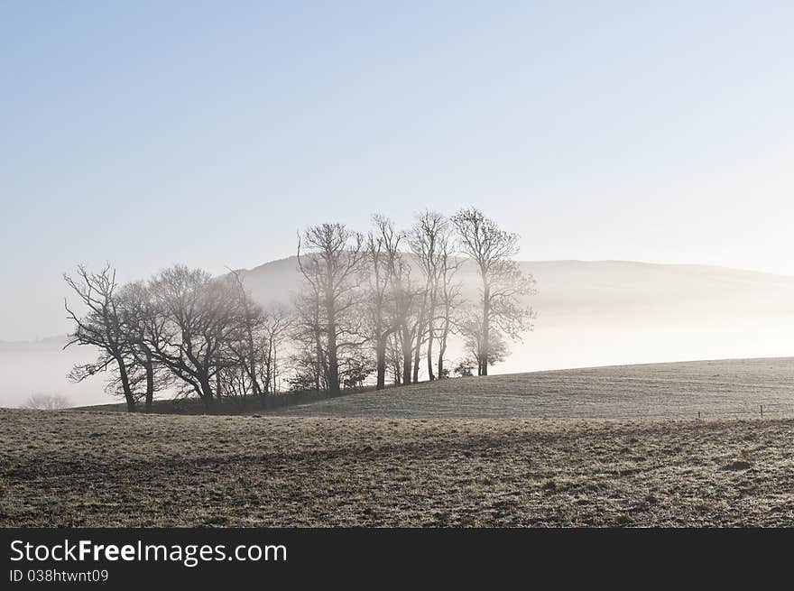 Trees in morning mist on a winters morning