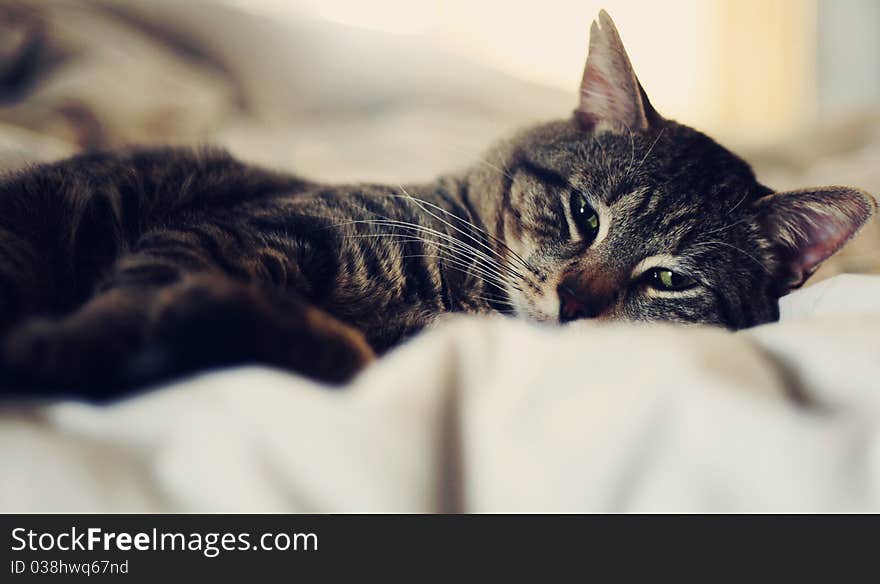 A silver tabby relaxing on a bed. A silver tabby relaxing on a bed.