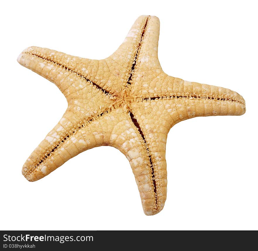 Starfish Isolated