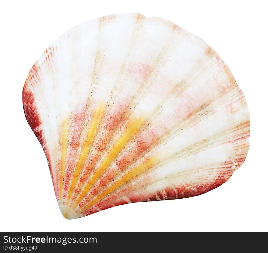 Shell mollusks isolated on white background with clipping path