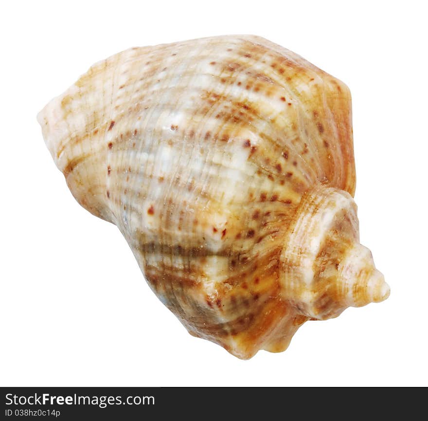 Shell mollusks