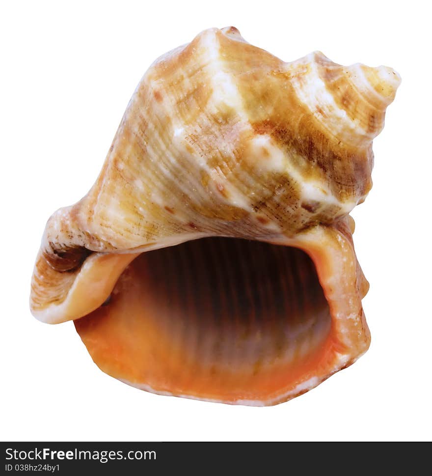 Shell mollusks isolated on white background with clipping path. Shell mollusks isolated on white background with clipping path