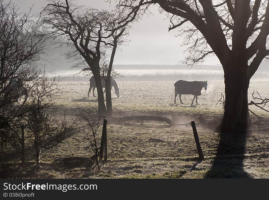 Horses In Morning Mist