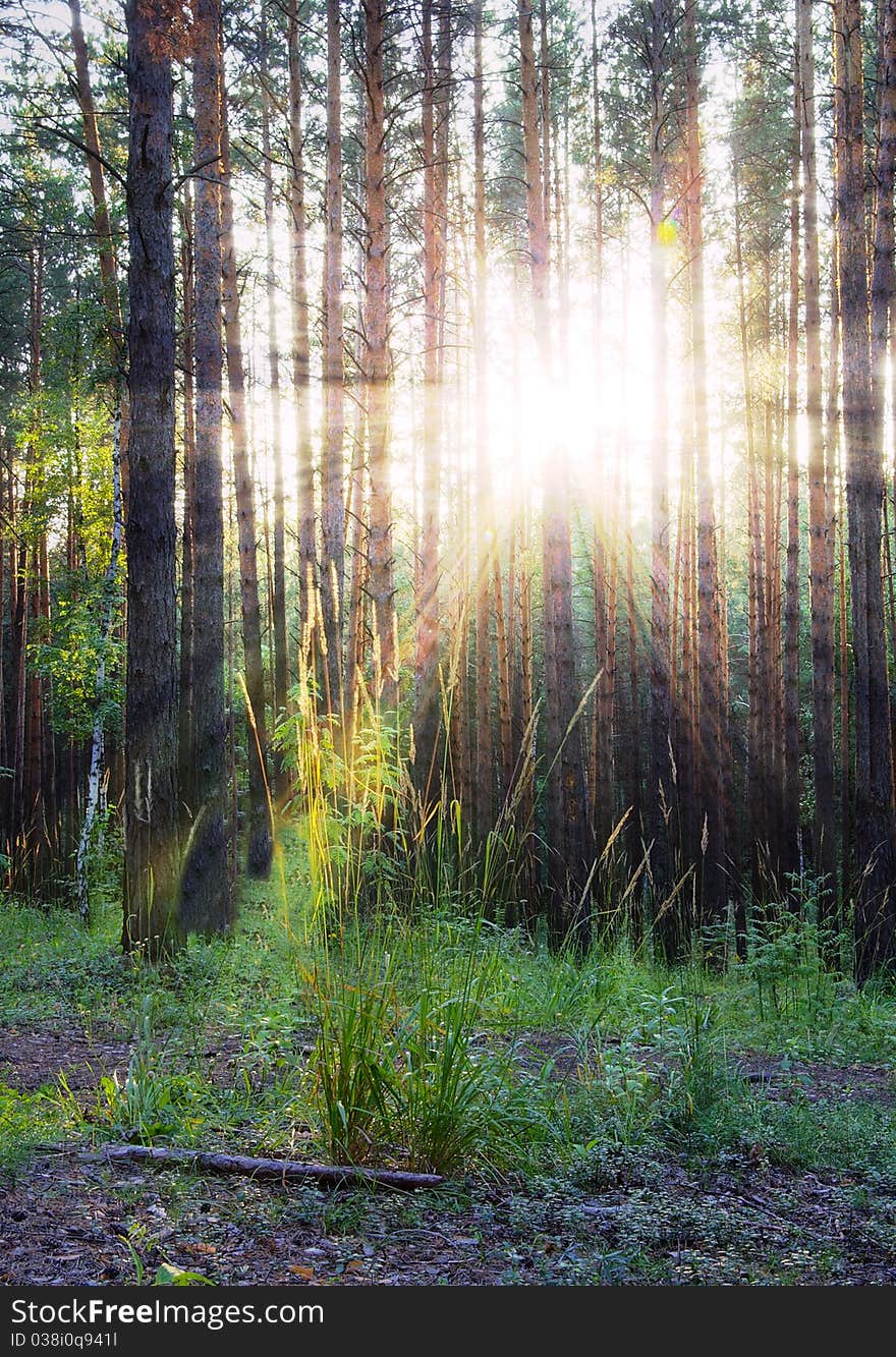 Beautiful sunset in the woods