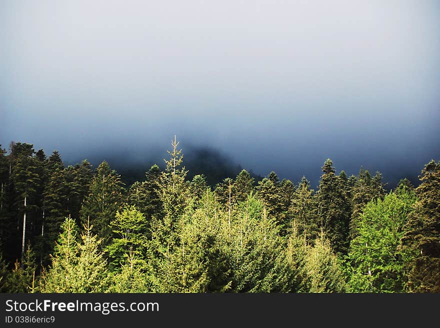 Fir forest and fog in the carpathian mountains. Fir forest and fog in the carpathian mountains