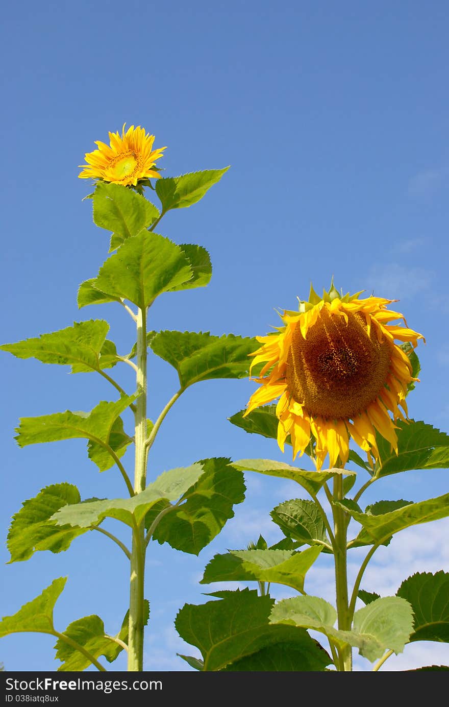 Sunflowers have always come in different sizes. Sunflowers have always come in different sizes