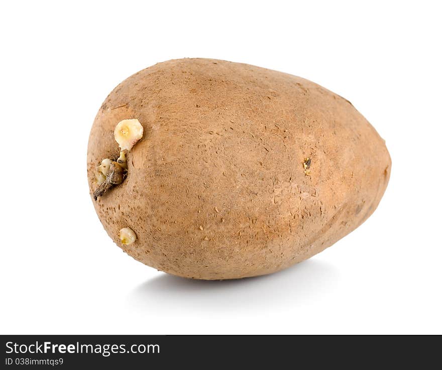 One Raw Potatoe Isolated