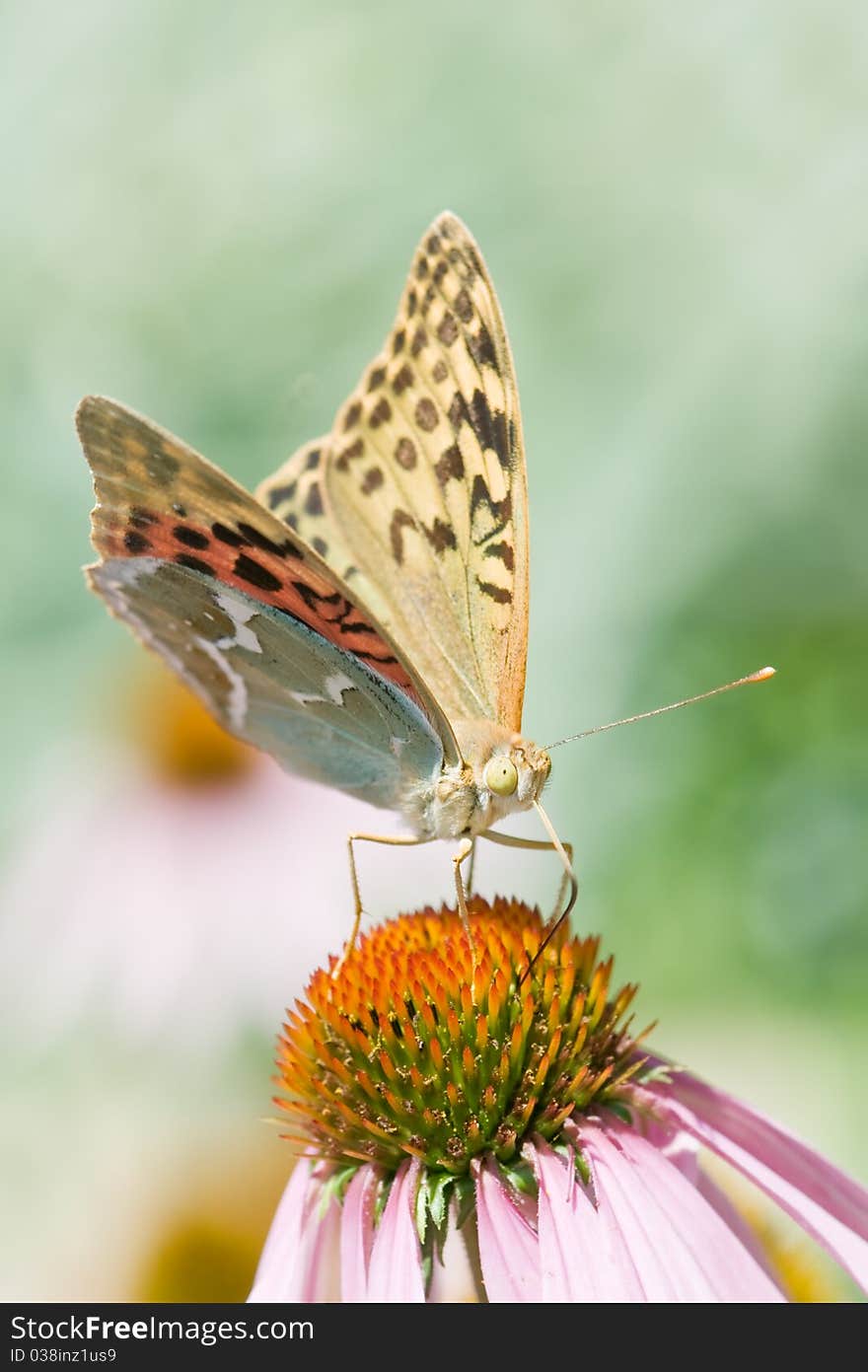 Butterfly on pink Echinacea closeup