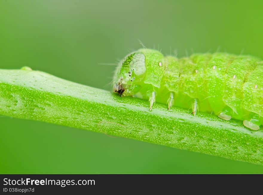 Caterpillar