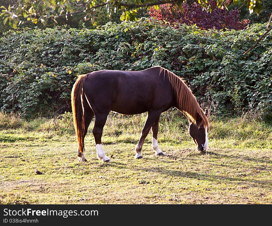 Horse on the meadow eating grass