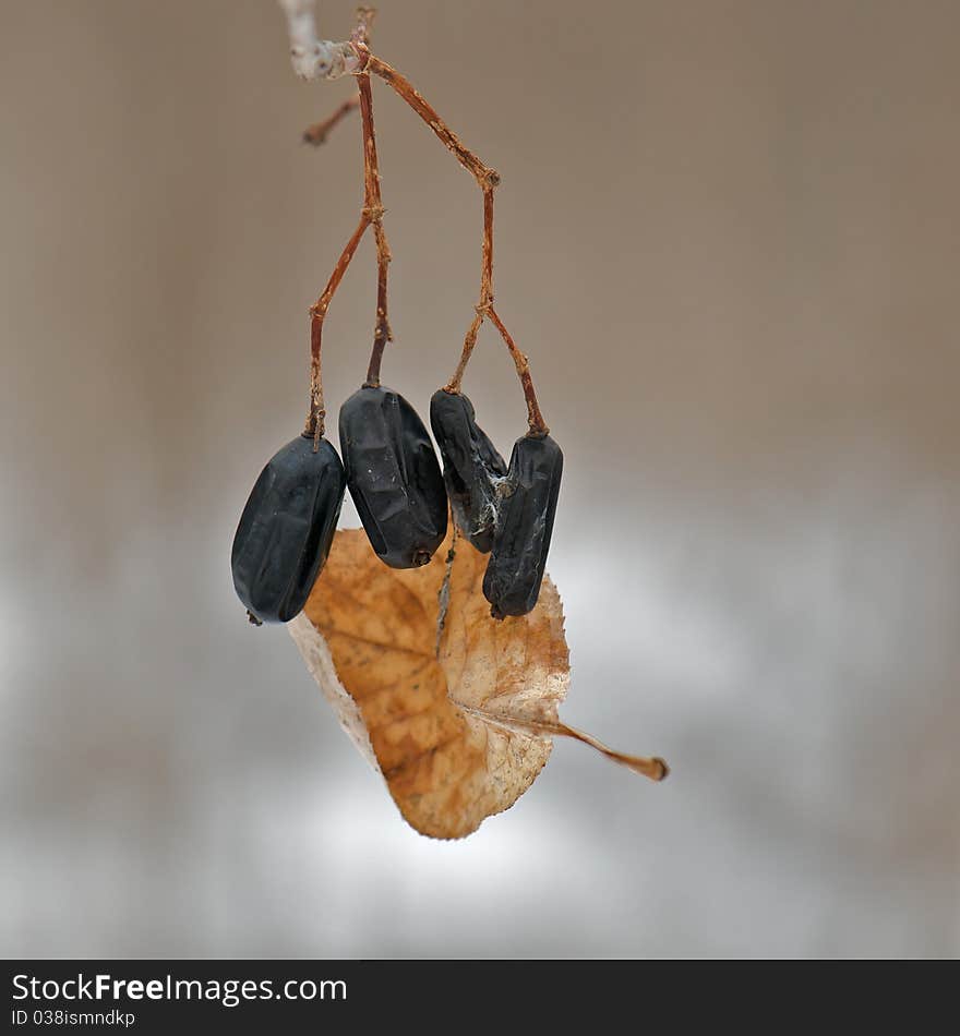 Shot of four Black Berries hanging from the stems with a brown leaf attached to them by snow and ice on a winter day. Shot of four Black Berries hanging from the stems with a brown leaf attached to them by snow and ice on a winter day.