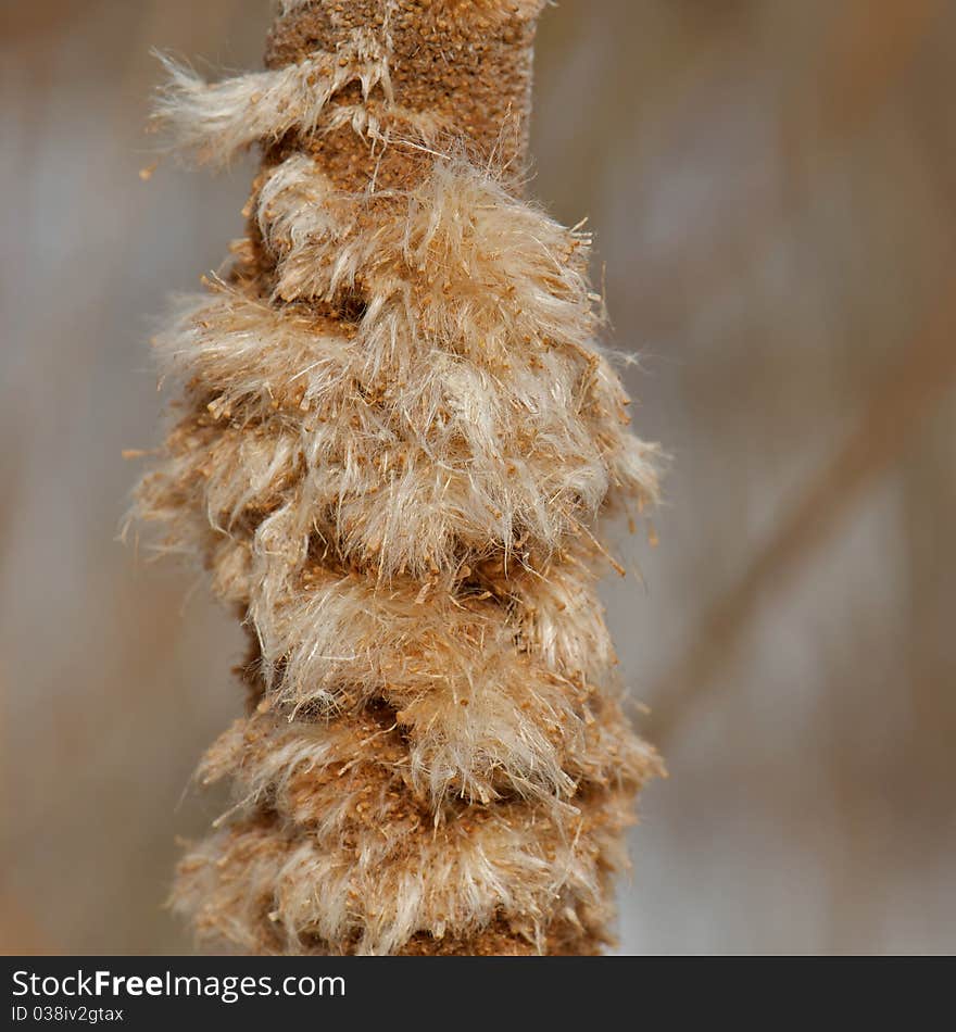 Winter Cattails up close.