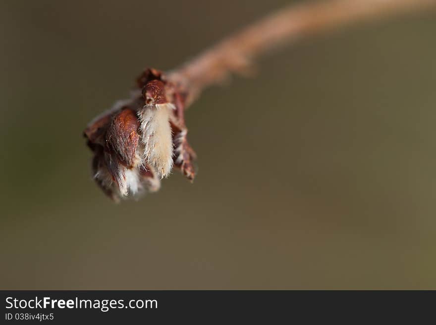 Macro detail of young hazel bud springs into life. Macro detail of young hazel bud springs into life