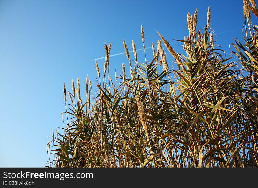 Reed against the blue sky. Reed against the blue sky