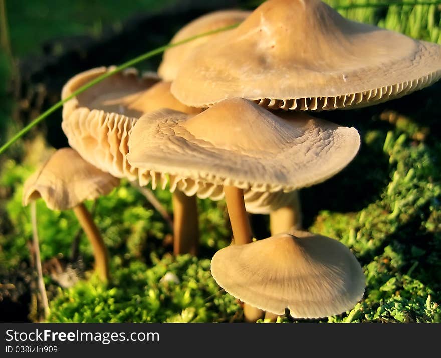 Mushrooms On Green Moss