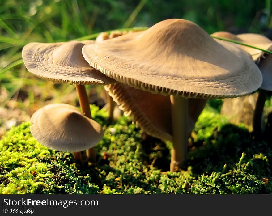 Yellow mushrooms growing on green moss ground. Yellow mushrooms growing on green moss ground