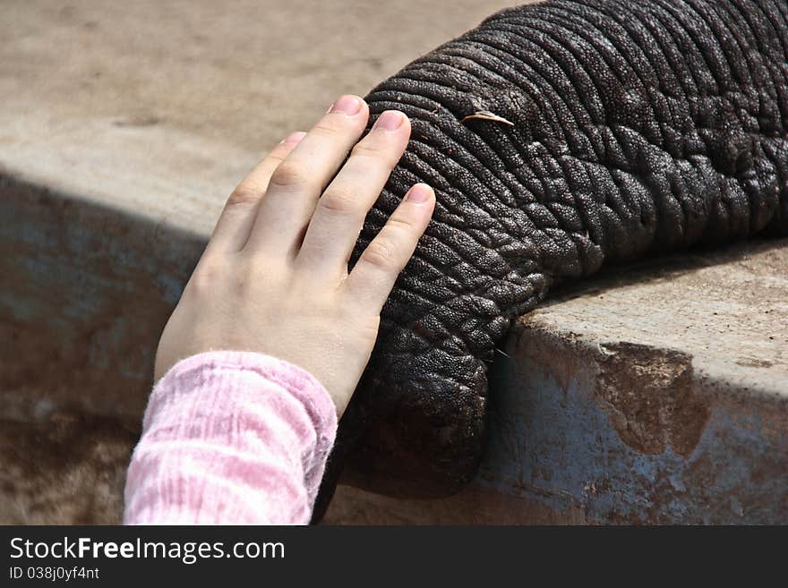 Close up of tusk of indian elefant in the camp