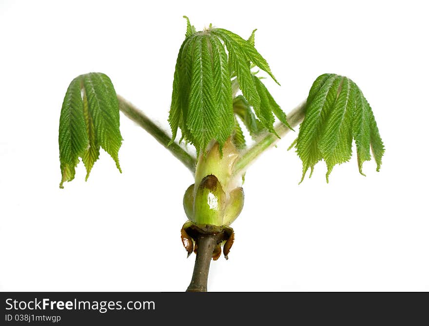 Close up buds of chestnut tree isolated on a white background. Close up buds of chestnut tree isolated on a white background