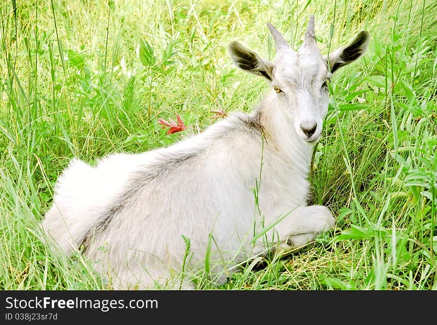 Young white goat