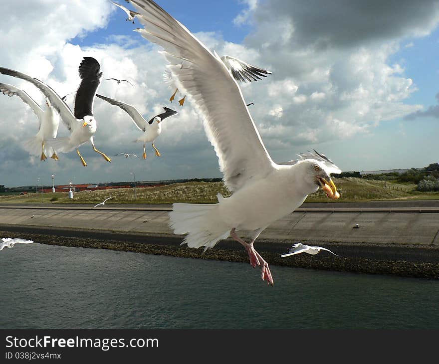 Seagull with food in the pecker