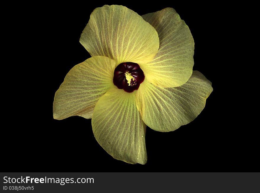 Close-up photo of a yellow hibiscus. Close-up photo of a yellow hibiscus