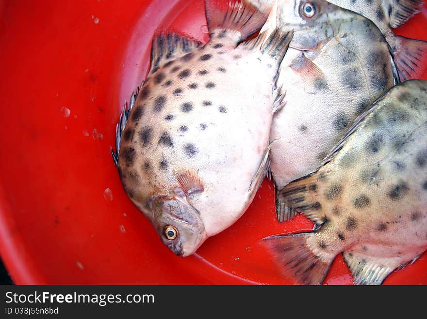 Marine fish, marine fish from the sea salvage back, very fresh; now lying in the market, waiting for people to purchase. Fish, is that people particularly like to eat marine life.