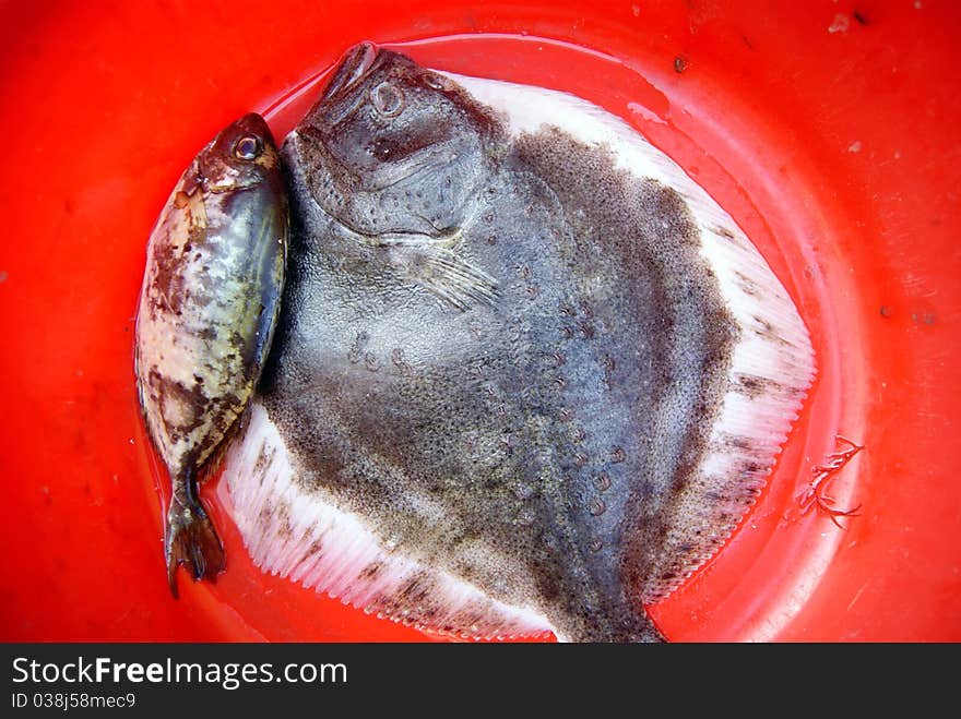 Marine fish, marine fish from the sea salvage back, very fresh; now lying in the market, waiting for people to purchase. Fish, is that people particularly like to eat marine life.