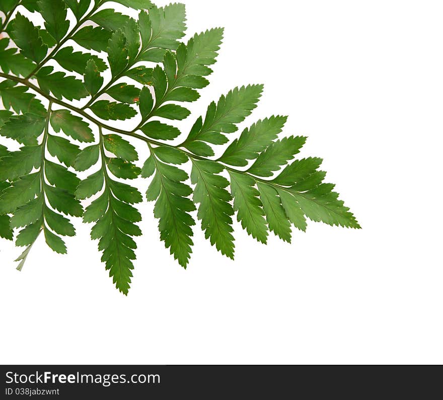 Fern Leaves Isolated