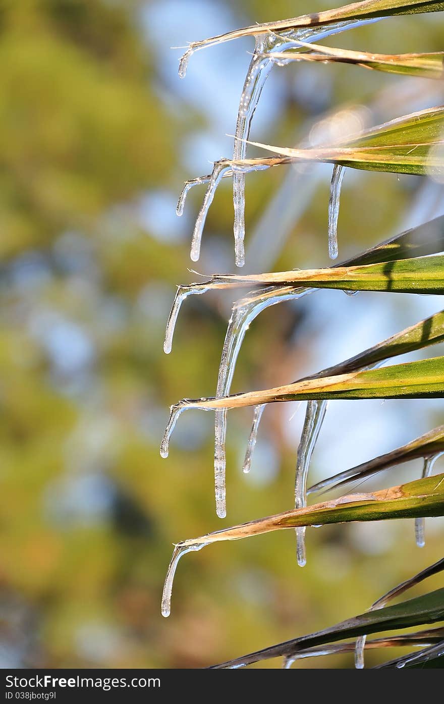 Icicles hang and the edge of palm leaves. Icicles hang and the edge of palm leaves.