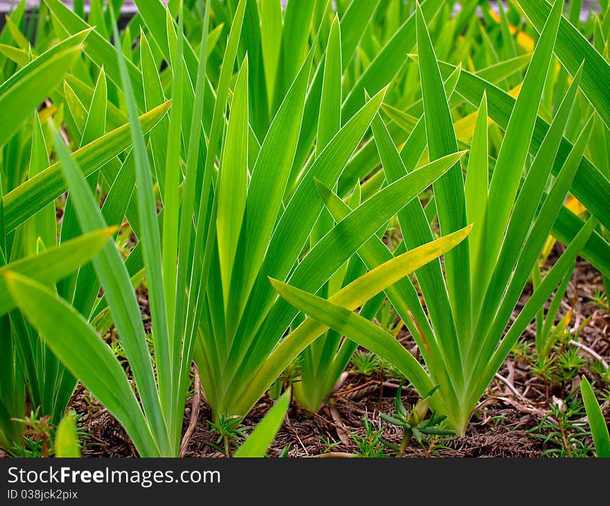 Beautiful fresh green grass in spring