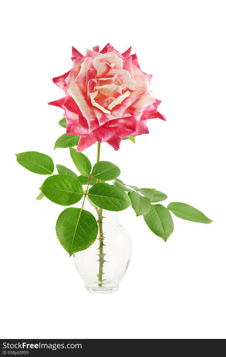 A two tone deep pink rose in a vase green leaves, isolated on a white background. A two tone deep pink rose in a vase green leaves, isolated on a white background