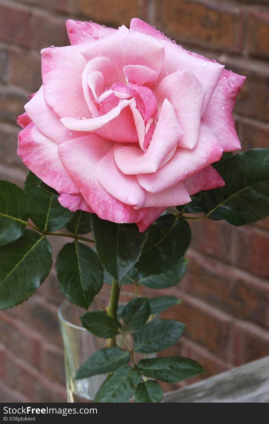 A gorgeous large pink home grown rose in a vase with water droplets and shallow depth of field, brick background with copy space. A gorgeous large pink home grown rose in a vase with water droplets and shallow depth of field, brick background with copy space