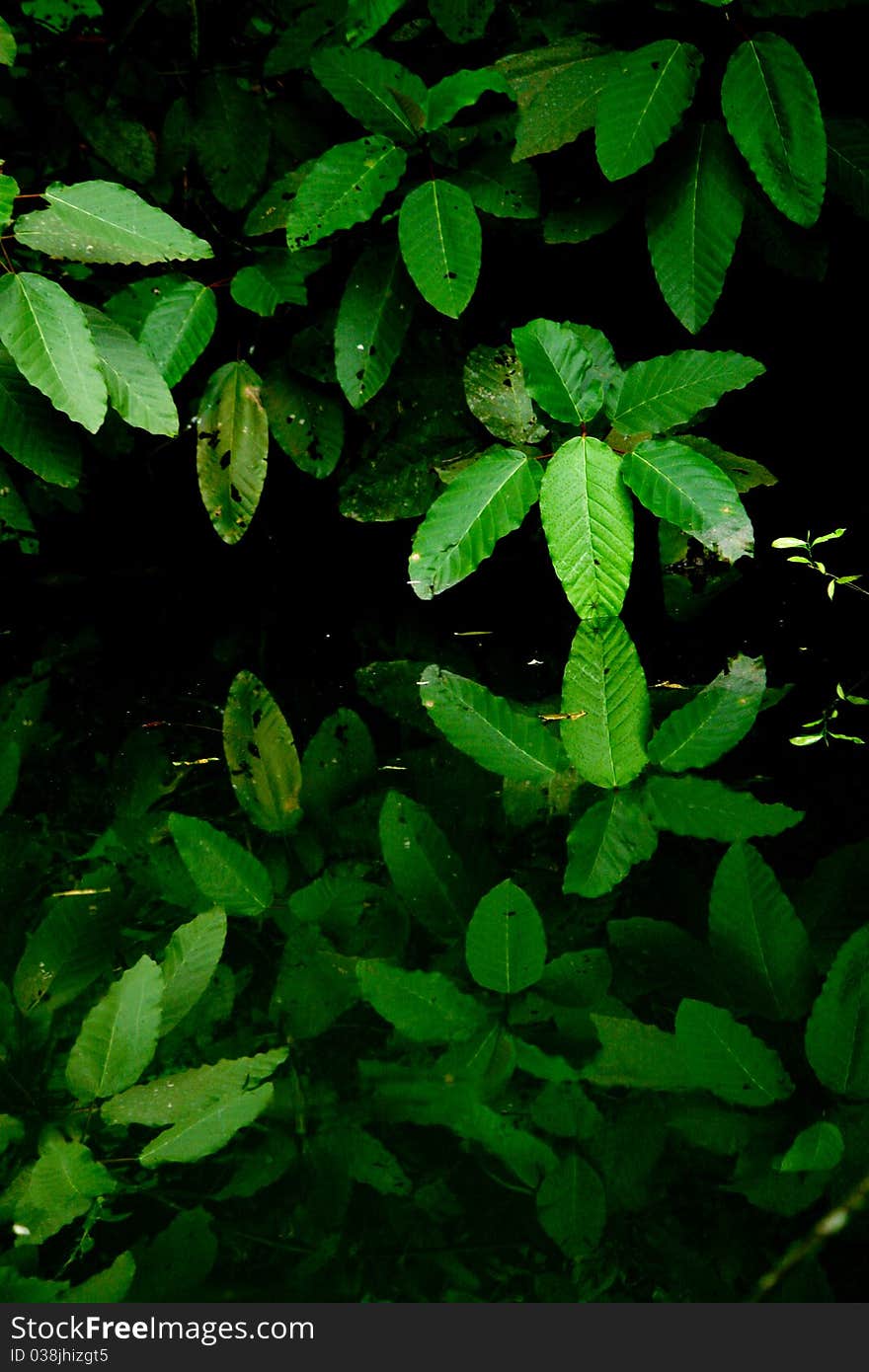 Reflections of plants over calm water.