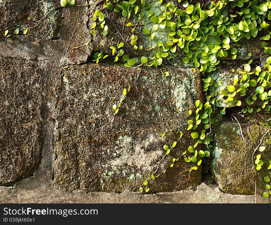 Green vines and old wall. Green vines and old wall