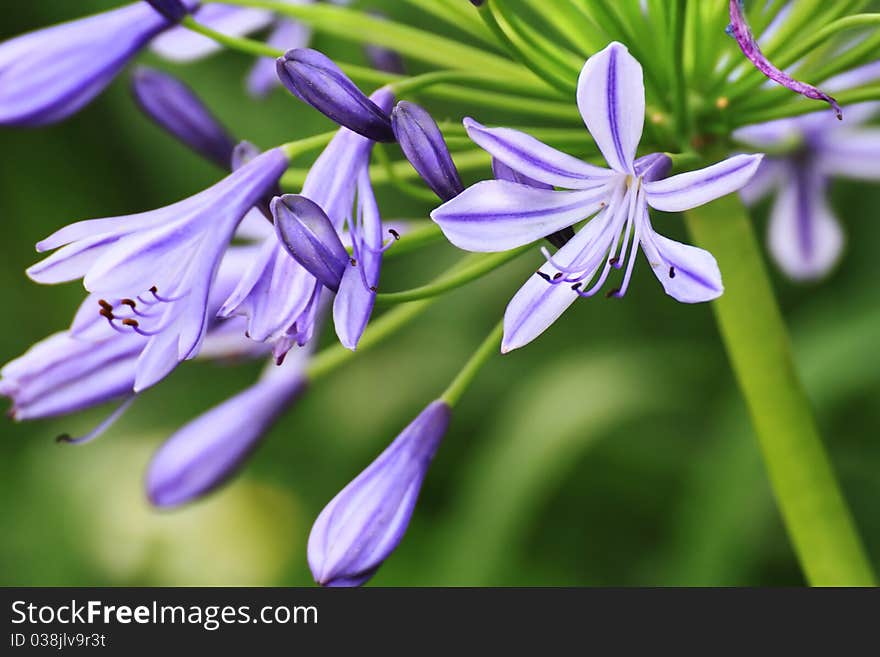 A macro shot of a bunch of purple flowers