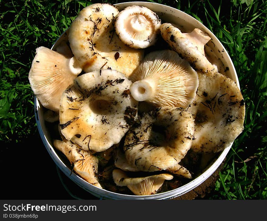 Is a white mushrooms in bucket