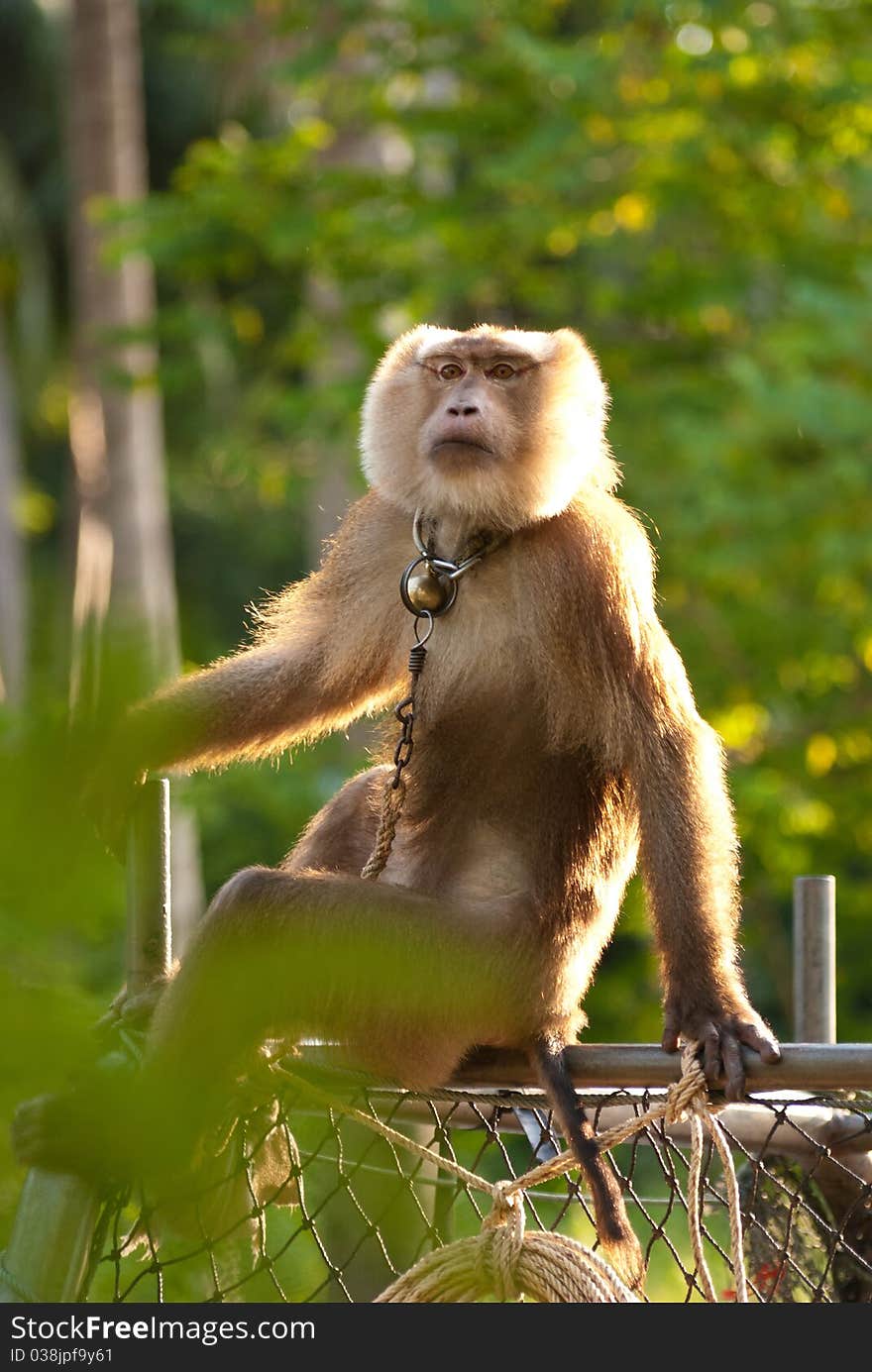 Adult trained monkey in thailand train for keep fruit from tree