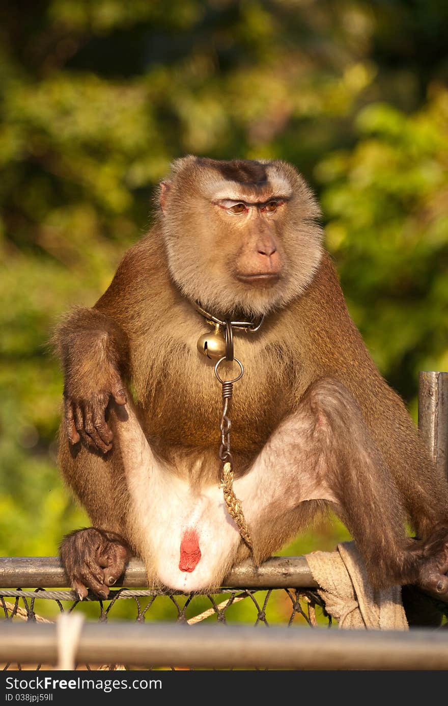 Adult trained monkey in thailand train for keep fruit from tree