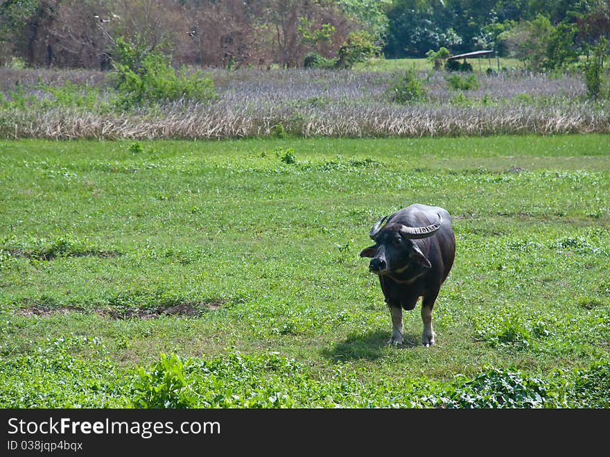 Adult Buffalo