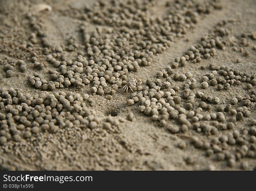 Background  Sand Crabs