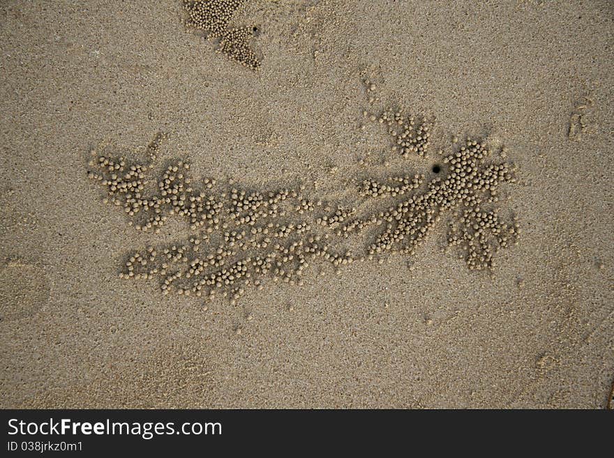 Background  Sand Crabs