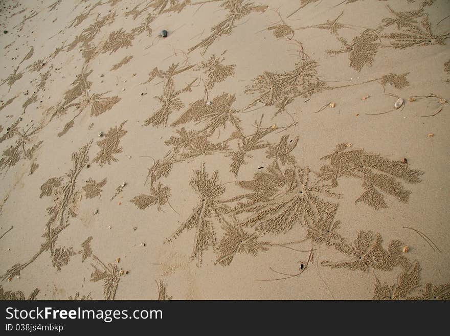 Background  sand crabs