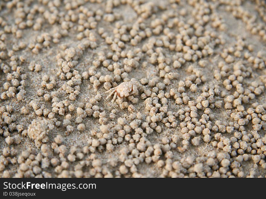 Background  sand crabs