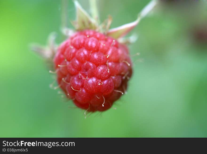 Ripe macro outdoor