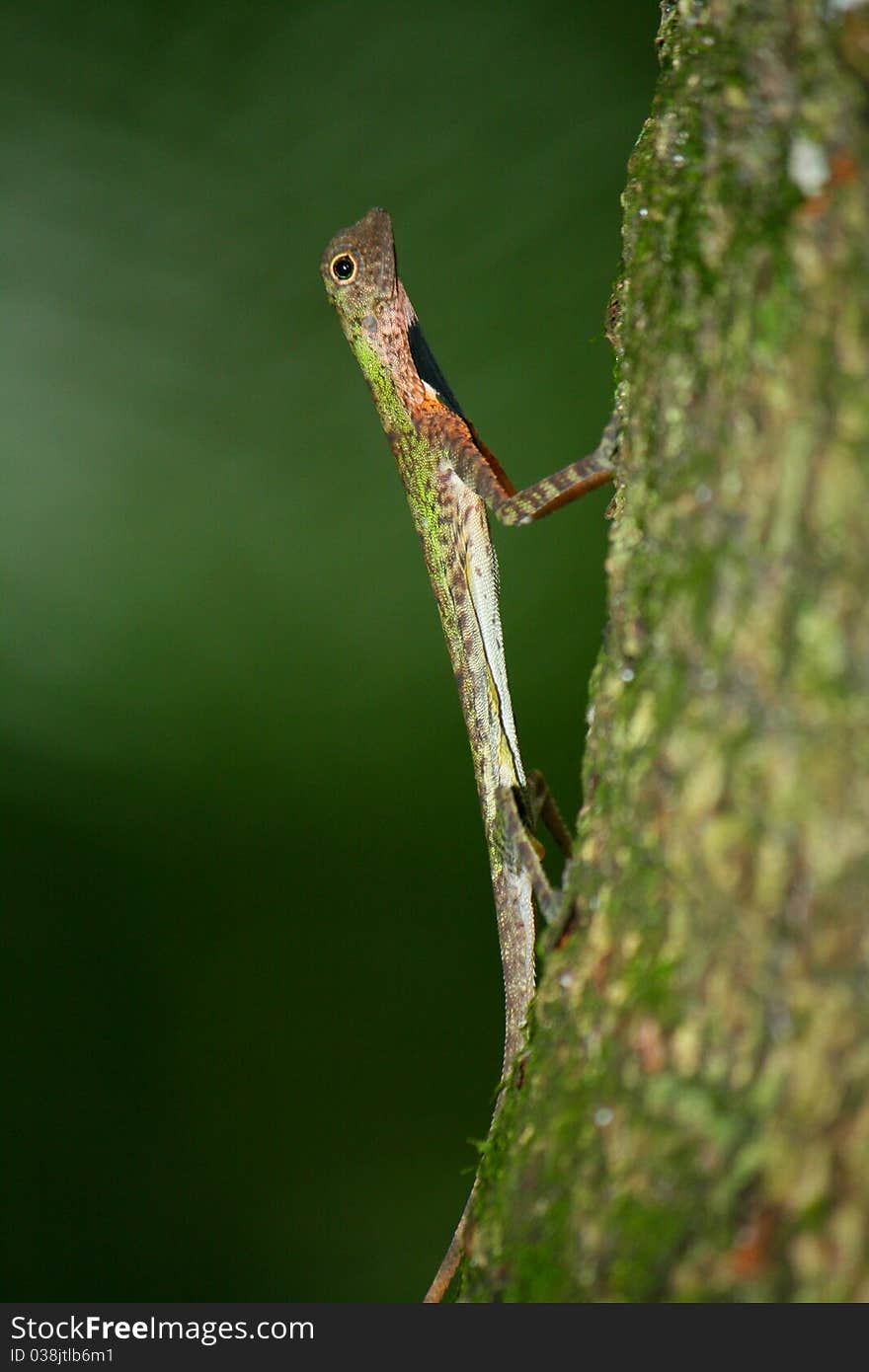 Forest Lizard