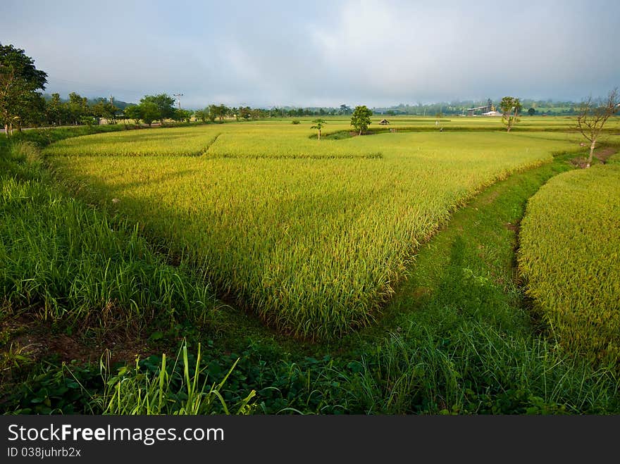 Rice field